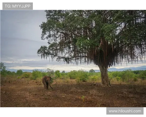 12月20日火箭对阵奇才比赛直播信息及观看方式详解 12月20日火箭对阵奇才比赛直播信息及观看方式详解